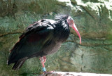 Northern bald ibis/Waldrapp