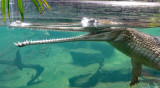 gharial