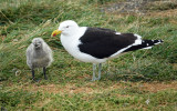 kelp gull and chick