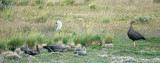 Patagonian geese