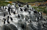 cormorants