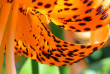 tiger lily