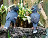 Victoria crowned pigeons