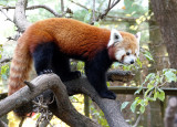 zoo_animals