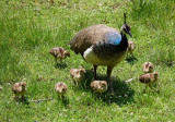 Peacock with brood