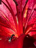 Ant on red lily