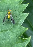 Iridescent green fly (Condylostylus)
