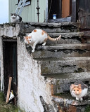 Three cats