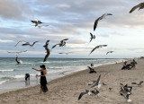 Among the seagulls