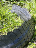 Alligator tail
