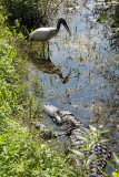 Wood stork and alligator