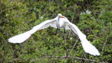 Great egret