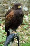 Peregrine falcon