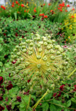 Dunrobin Castle garden