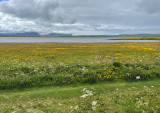 Orkney landscape