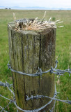 Fence post