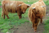 Highland cows