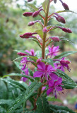 Rosebay willowherb