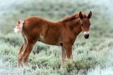 Mustang Foals