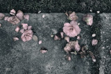 Just Flowers