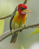 RED-HEADED BARBET