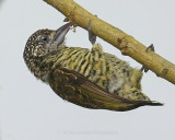 LAFRESNAYES PICULET