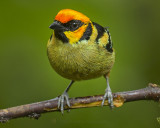 FLAME-FACED TANAGER