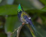 WIRE-CRESTED THORNTAIL