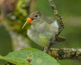 YELOW-BELLIED ELAENIA