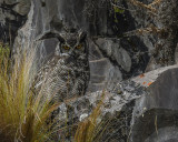 GREAT HORNED OWL