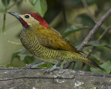 GOLDEN-OLIVE WOODPECKER