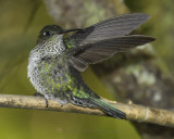 MANY-SPOTTED HUMMINGBIRD