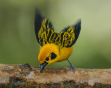 GOLDEN TANAGER