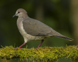 WHITE-TIPPED DOVE