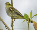 GOLDEN-FACED TYRANNULET