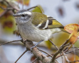 WHITE-BANDED TYRANNULET