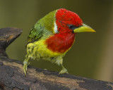 RED-HEADED BARBET