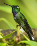 PURPLE-BIBBED WHITETIP ♂