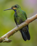 GREEN-CROWNED BRILLIANT ♂