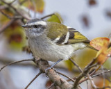 WHITE-BANDED TYRANNULET