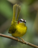 RUFOUS-CAPPED WARBLER