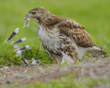 RED-TAILED HAWK