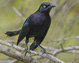 CARIB GRACKLE