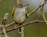 PEARLY-VENTED TODY-TYRANT