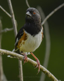 EASTERN TOWHEE