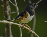 EASTERN TOWHEE