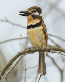 RUSSET-THROATED PUFFBIRD