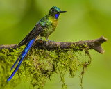 VIOLET-TAILED SYLPH