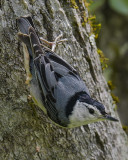 WHITE-BREASTED NUTHATCH