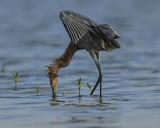 REDDISH EGRET